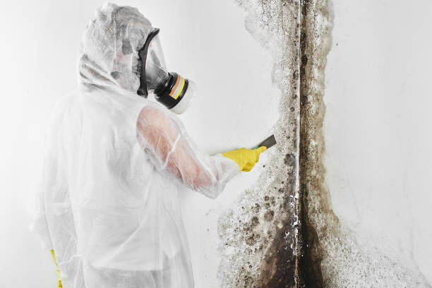 Best Crawl Space Mold Removal  in Glenville, CT