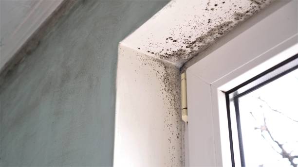 Best Fast Mold Removal  in Glenville, CT