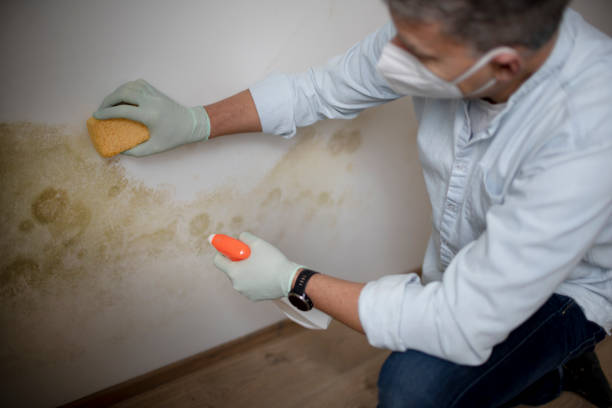 Best Mold Removal Company Near Me  in Glenville, CT