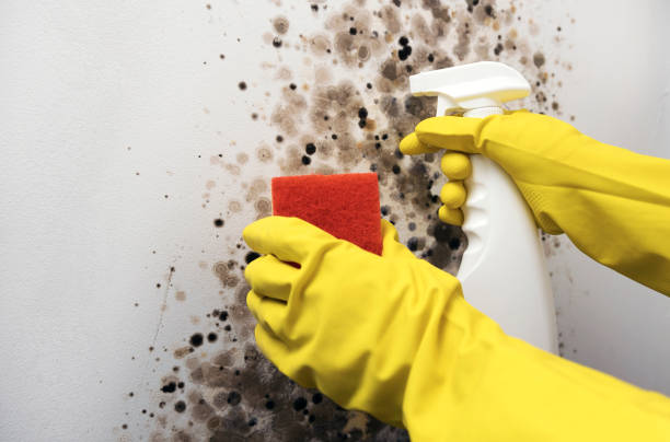 Reliable Glenville, CT Mold Removal Solutions