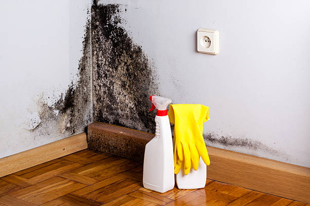 Best Professional Mold Removal  in Glenville, CT
