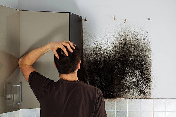 Best Toxic Mold Removal  in Glenville, CT