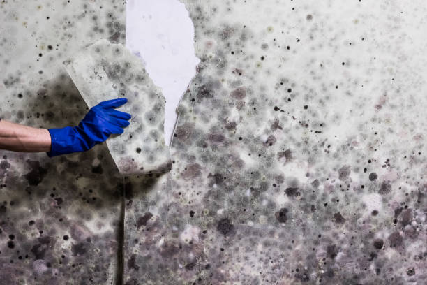 Best Affordable Mold Removal  in Glenville, CT