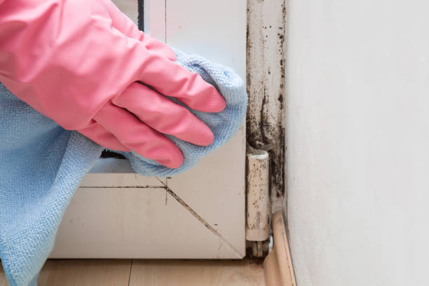 Best Commercial Mold Removal  in Glenville, CT