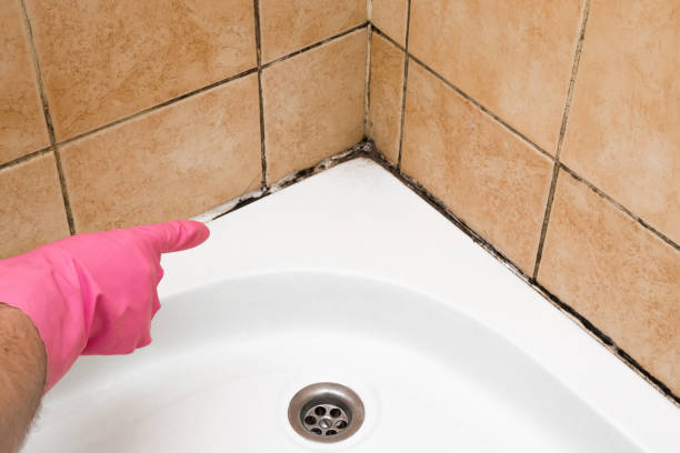 Best Mold Removal Near Me  in Glenville, CT