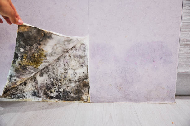 Best Toxic Mold Removal  in Glenville, CT